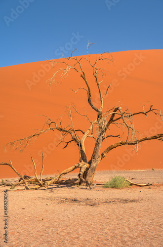 Namib Desert Dunes around Sossusvlei  HDR Image