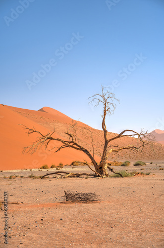 Namib Desert Dunes around Sossusvlei, HDR Image © mehdi33300