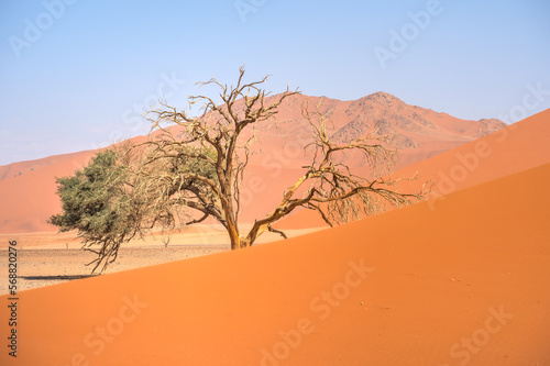 Namib Desert Dunes around Sossusvlei  HDR Image