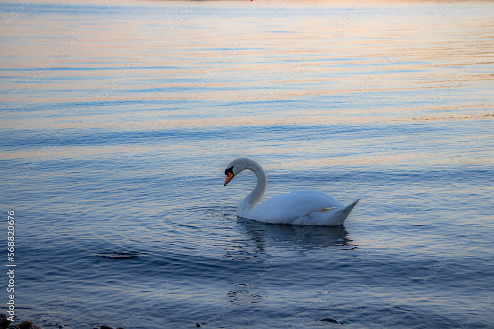 Obraz premium Swan swims in the sea