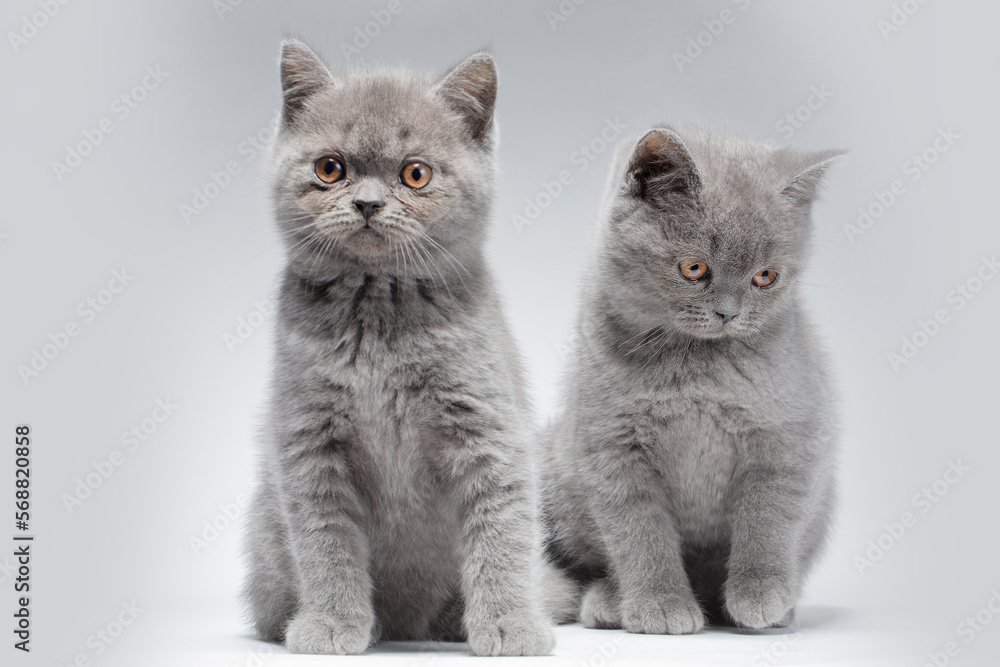 Two small blue British kittens aged two months on a gray background with intelligent eyes and beautiful muzzles.