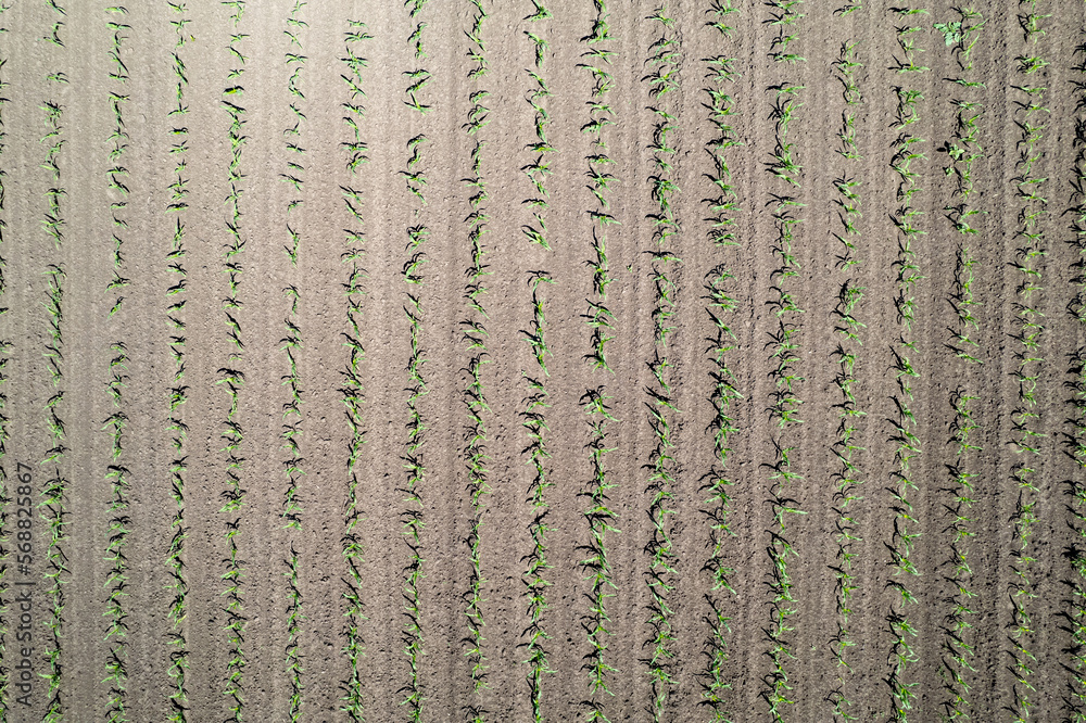 Young corn, agriculture plant field. Fresh corn field. Farm cornfield. Agriculture concept.