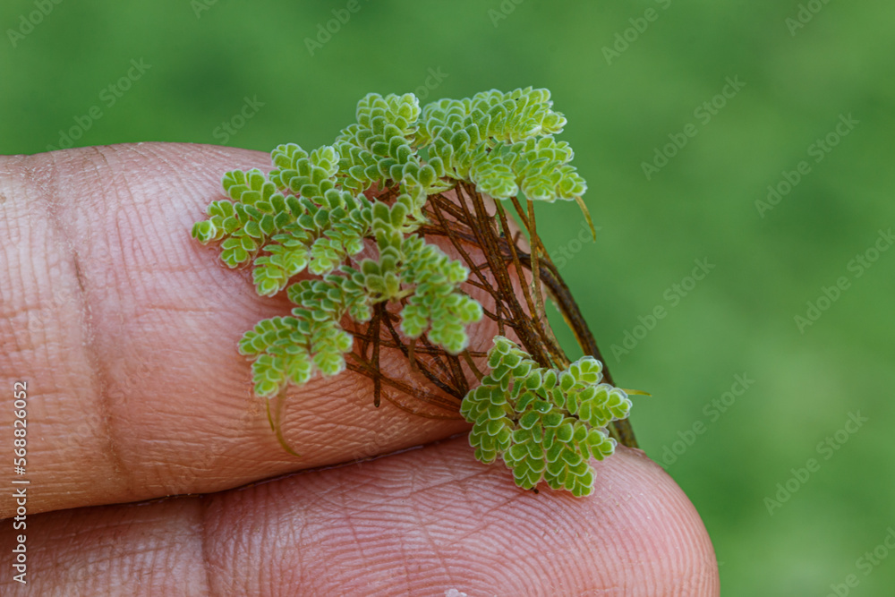 Azolla microphylla Used an ingredient in animal feed or as compost ...