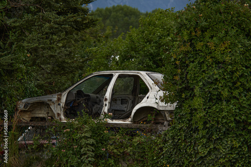 Abandoned white car in a junkyard with nature growing around it