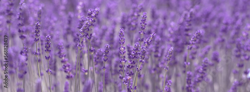Lavender blooms on the field.