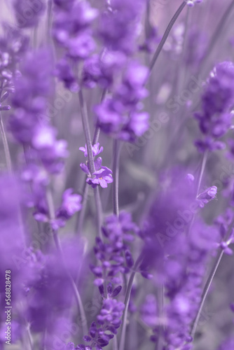 Blooming fragrant lavender flowers on a field.