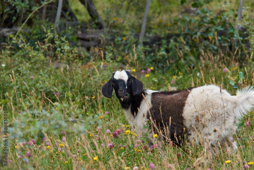 Anglo Nubian goat eating thistle flowers in chilean argentinian patagonia Anglo Nubian goat eating thistle flowers in chilean argentinian patagonia
