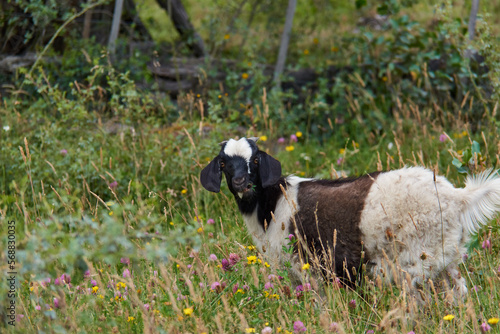 Anglo Nubian goat eating thistle flowers in chilean argentinian patagonia