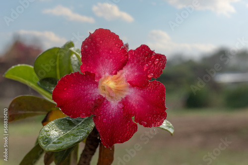 Adenium or desert rose flower is medicinal herbs. (Impala Lily, Mock Azalea, Pink adenium). white sky blue background.