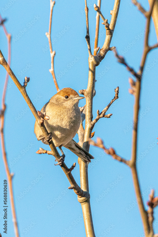 Eurasian Blackcap perched on a tree branch Eurasian Blackcap perched on a tree branch