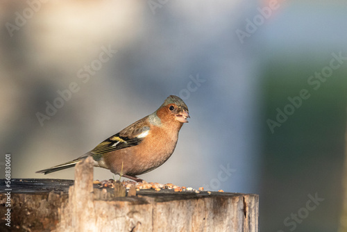 Common Chaffinch eating on a tree stump