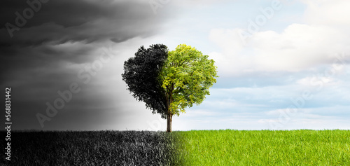 Baum in Herzform als Beispiel für den Klimawandel zu intakter Umwelt