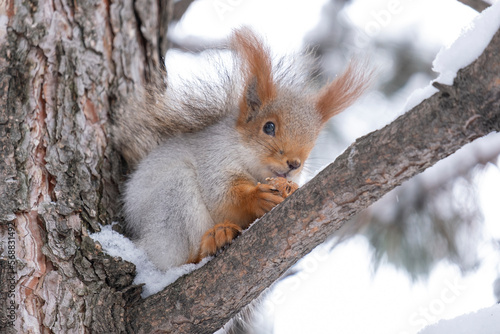 Funny cute squirrel sits on a branch and gnaws on a nut.