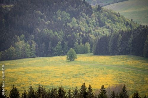 Tree in the middle of a forest meadow planted with yellow dandelions in bloom at the beginning of spring. Captured from distance