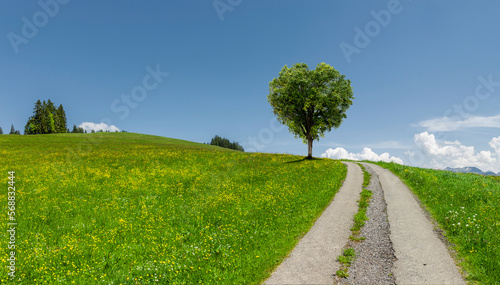 Grüner Baum in Herzform auf einer grüner Wiese mit Weg