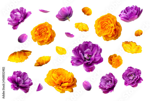 Fototapeta Naklejka Na Ścianę i Meble -  Various buds and petals of purple yellow tulip isolated on white background. With clipping path. Spring blossom nature layout, beautiful flowers for your design. Mockup