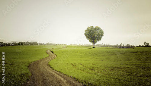 Grüner Baum in Herzform auf einer grüner Wiese mit Weg