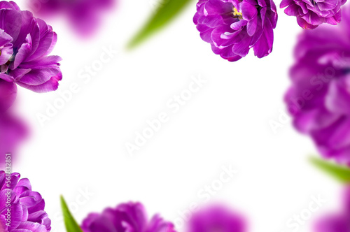 Flying tulip flowers, petals, frame on white background. With clipping path. Spring blossom concept nature layout, greeting card. 8 March, Valentine's day. Creative floral composition