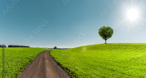 Grüner Baum in Herzform auf einer grüner Wiese mit Weg