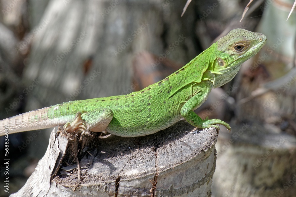 Grüner Leguan, Jungtier Grüner Leguan, Jungtier