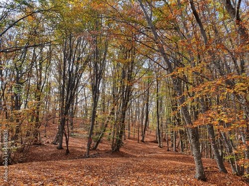 Bosco in autunno