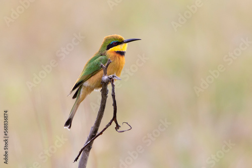 Little Bee-eater (Merops pusillus) perched on branch, Mpumalanga, South Africa