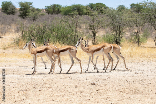 Small herd of Springbok or Springbuck  Antidorcas marsupialis  Kalahari  Northern Cape  South Africa