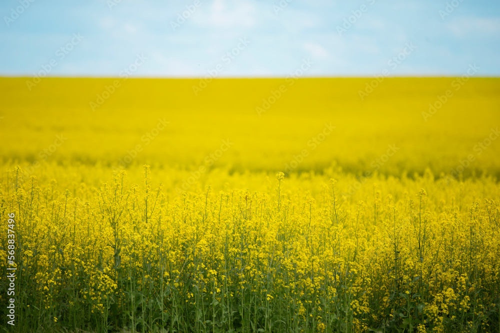 Yellow rapeseed flowering field against a blue cloudy sky.