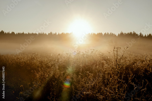 Meadow in sunrise, brown aesthetic nature background