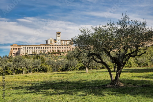 assisi, italien - basilika san francesco mit olivenbaum im vordergrund