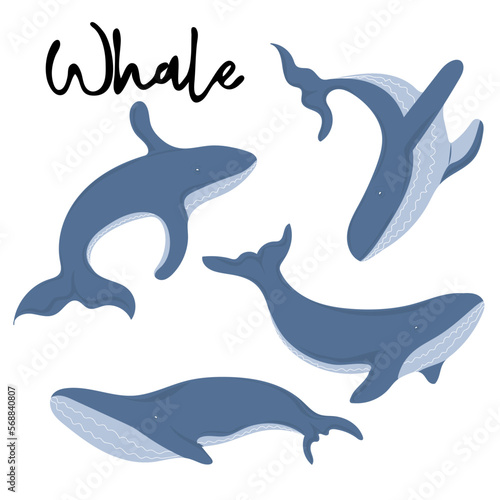 Set of Blue whales swimming and jumping in water. Marine dwellers. Concept of sea and ocean life. Vector illustration