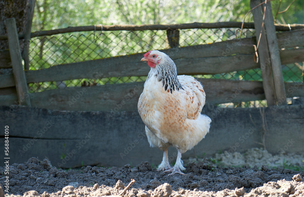 white spotted chicken on the fence, close-up white spotted chicken on the fence, close-up