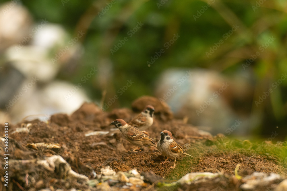 The Eurasian tree sparrow Passer montanus The Eurasian tree sparrow Passer montanus