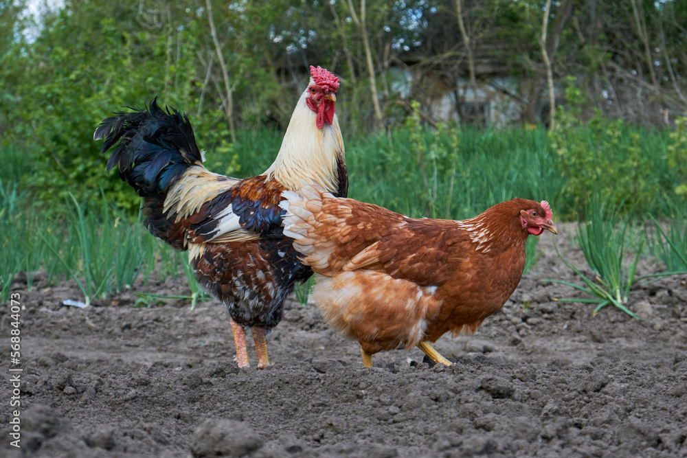 Fototapeta premium rooster and chicken on the farm, close-up
