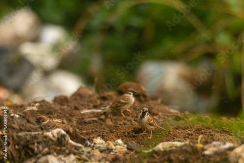 The Eurasian tree sparrow Passer montanus