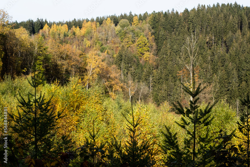 production forest in the Ardennes, Belgium