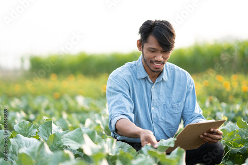 Hard Working young farmer  farm owner examining crop in the field. inspect and test the leaf during the process of harvesting.