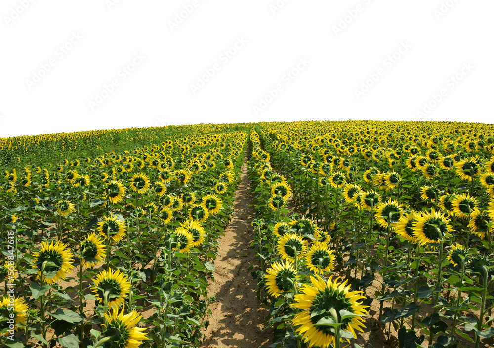 Obraz premium Sunflower field isolated on transparent background, PNG.