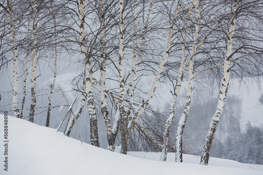 Obraz premium An abundant snowfall in the Romanian Carpathians in the village of Sirnea, Brasov. Real winter with snow in the country