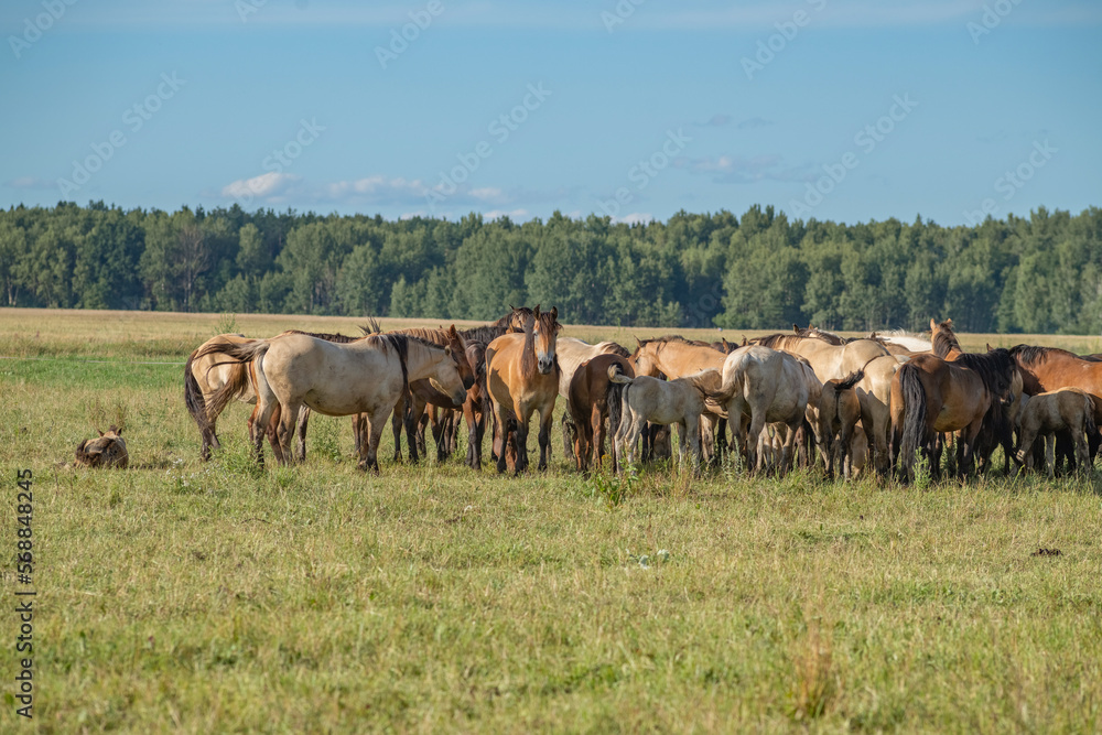 A herd of thoroughbred horses grazes on a beautiful green summer field. A herd of thoroughbred horses grazes on a beautiful green summer field.