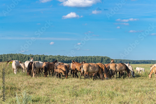 A herd of thoroughbred horses grazes on a beautiful green summer field. © shymar27