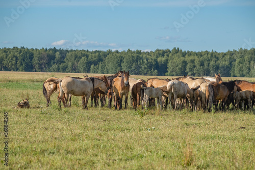 A herd of thoroughbred horses grazes on a beautiful green summer field.