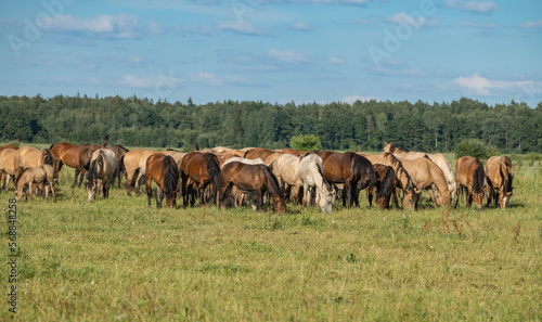 A herd of thoroughbred horses grazes on a beautiful green summer field. © shymar27