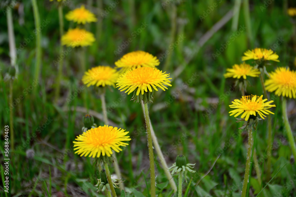green field with yellow dandelions isolated in cloudy day, close-up green field with yellow dandelions isolated in cloudy day, close-up