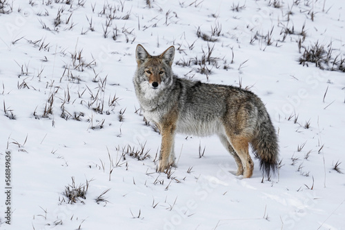 Coyote Colorado