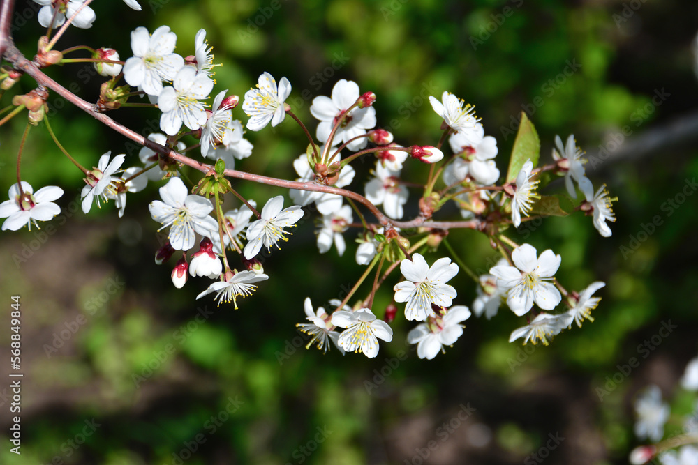 branch of blooming cherry tree covered with white flowers isolated in the garden in sunny day branch of blooming cherry tree covered with white flowers isolated in the garden in sunny day