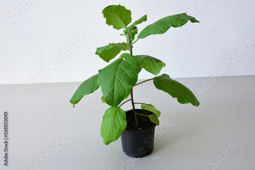 eggplant seedling isolated with green leaves on white background, close-up
