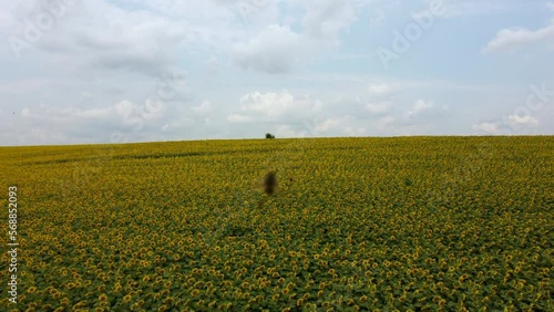 Beautiful landscape field of sunflowers,sky, white clouds on a summer day. Many flowers of blooming sunflowers in a large field of sunflowers. Sunflower crop harvest. Hill skyline. Aerial drone view. photo