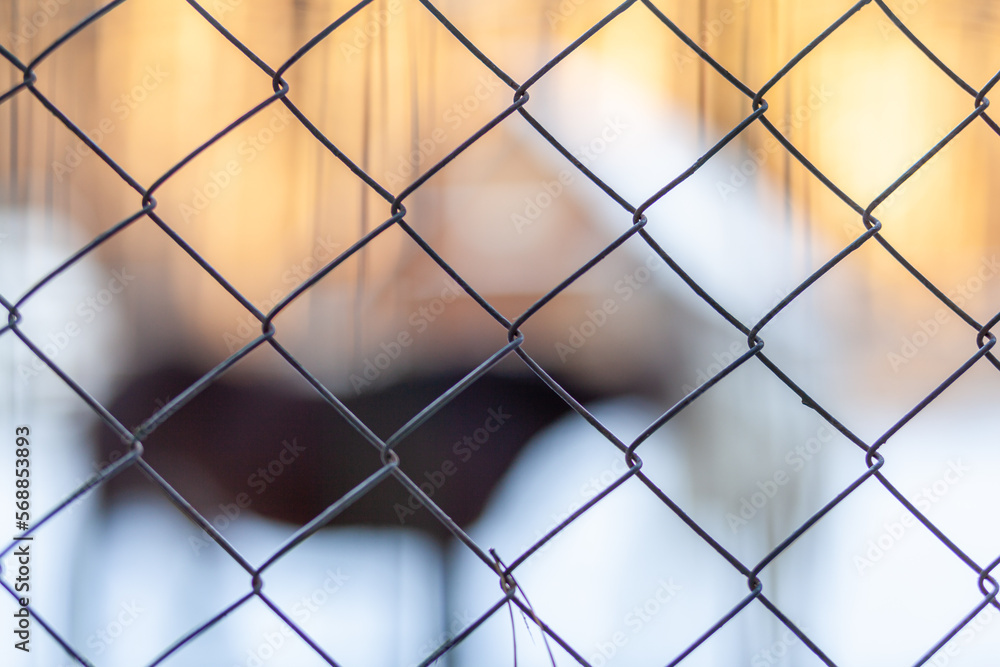Metal mesh, behind which the horses are driven in winter in the paddock on the farm. Brown and white horse in winter in the animal enclosure.