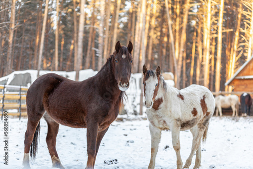 Two horses in a paddock on a farm in winter. Brown and white horse in winter in the animal enclosure.